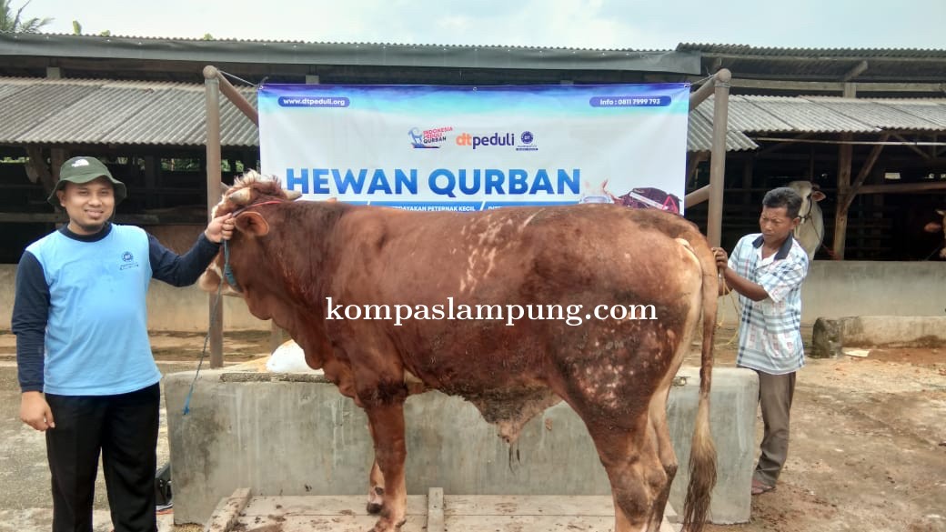 DT Peduli Lampung Siapkan Sapi Qurban Dengan Real Timbangan