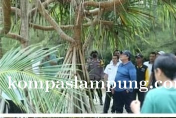 Mangrove Lamtim Dengan Bentangan 1200 ha Akan Di Tampilkan Dalam Expo Juli 2022 Di Jakarta