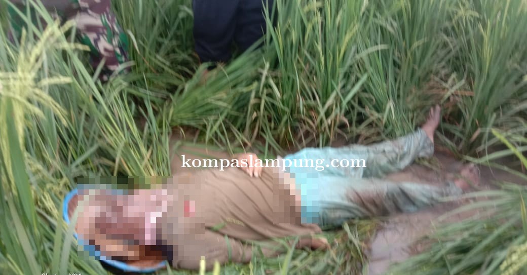 Polsek Dente Teladas Identifikasi Penemuan Mayat Di Areal Persawahan