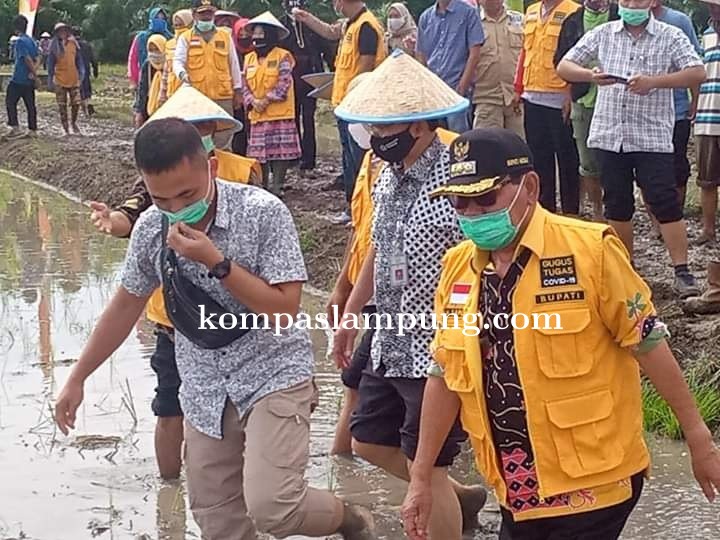 Bupati Mesuji Saply.TH Lakukan Kegiatan Tanam Padi Di Desa Pangkal Mas Secara Serentak