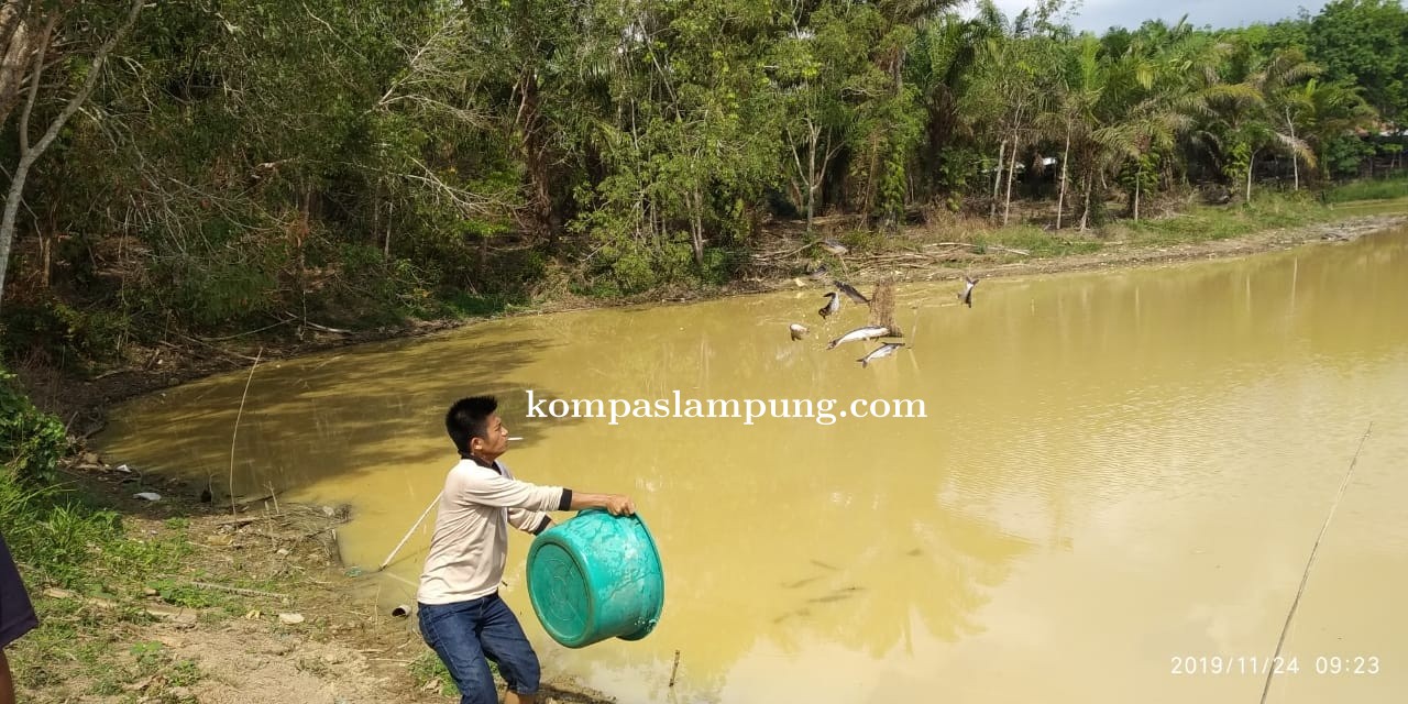 Hut Kabupaten Mesuji ke-11, Taburkan Ikan Jenis Patin Di Bendungan Desa Berabasan.