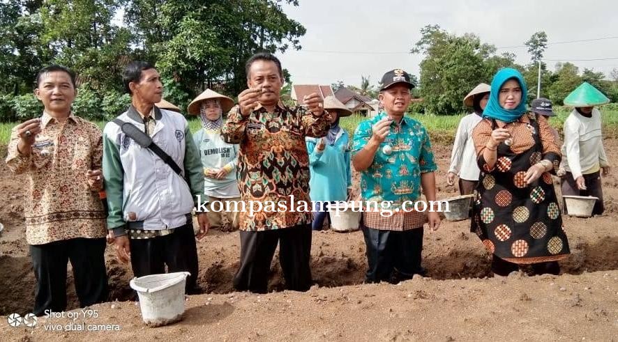 Antisipasi Melonjaknya Harga, Warga Batanghari Tanam Bawang Merah