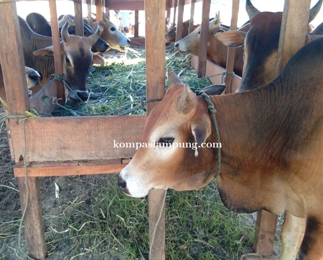 Kelompok Ternak Moga Makmur Diduga Gelapkan Sapi Dari Pemerintah Pusat